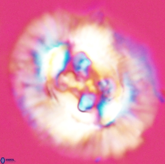 Sullivania californica 22373