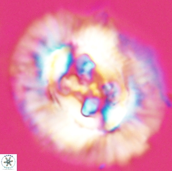 Sullivania californica 22373