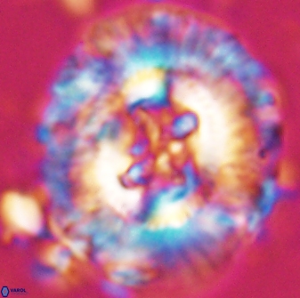 Sullivania californica 22434