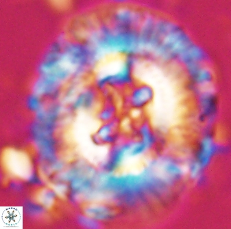 Sullivania californica 22434