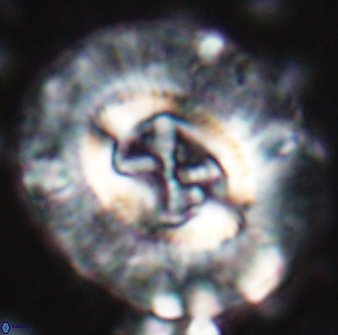 Sullivania californica 22436