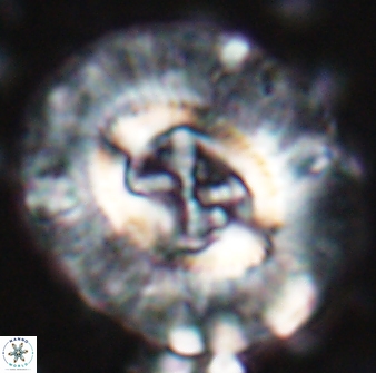 Sullivania californica 22436