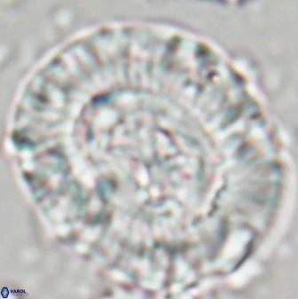 Sullivania californica 22437