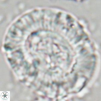 Sullivania californica 22437