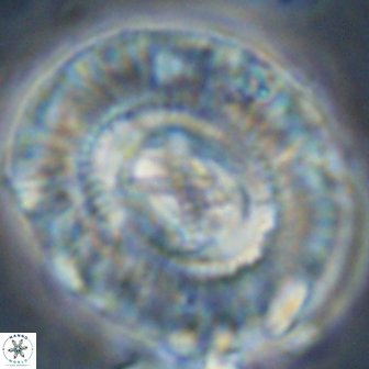 Sullivania californica 22438