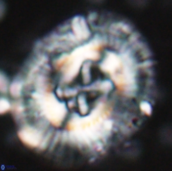 Sullivania californica 22431