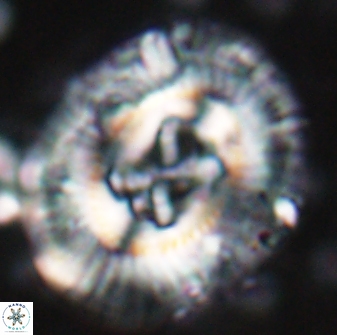 Sullivania californica 22431
