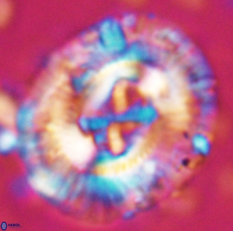 Sullivania californica 22432