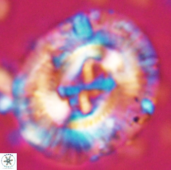 Sullivania californica 22432