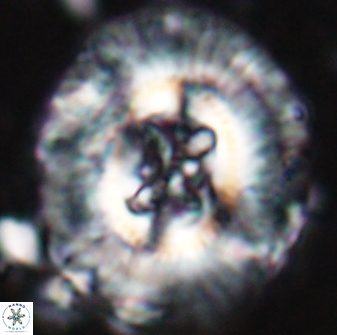 Sullivania californica 22433