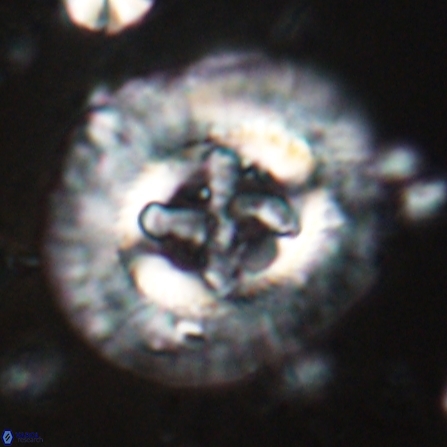 Sullivania californica 23068