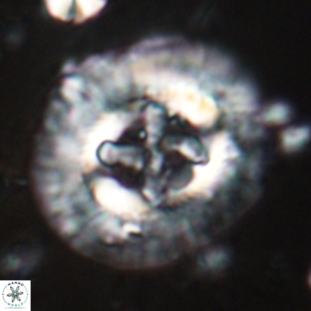 Sullivania californica 23068