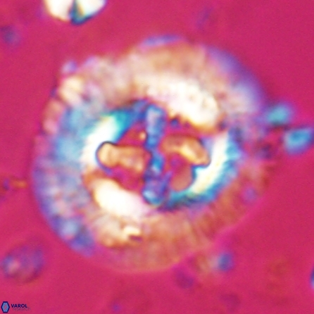 Sullivania californica 23069