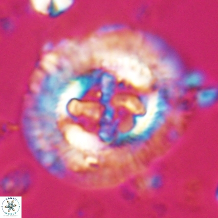 Sullivania californica 23069