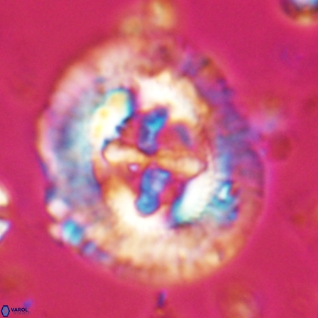 Sullivania californica 23074