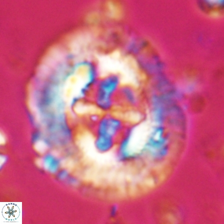 Sullivania californica 23074