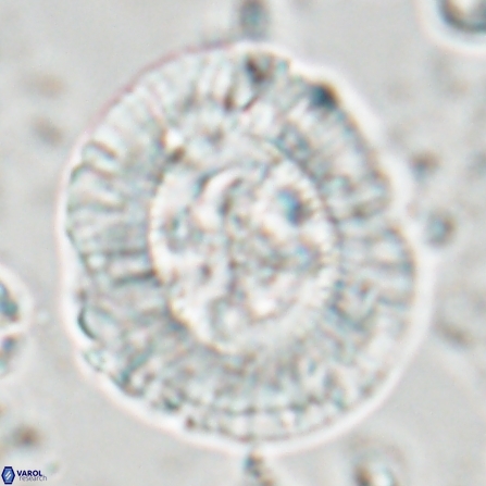 Sullivania californica 23075