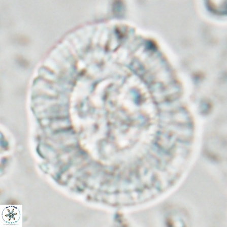 Sullivania californica 23075