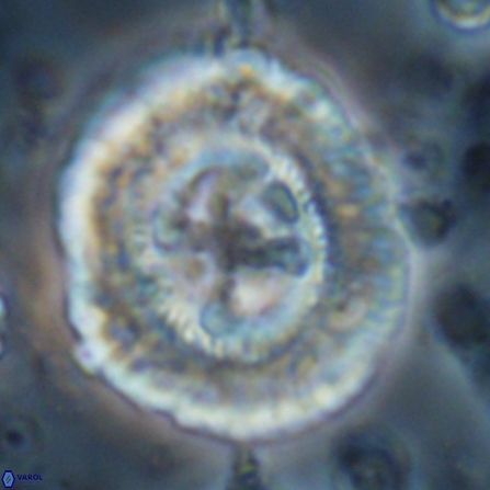 Sullivania californica 23076