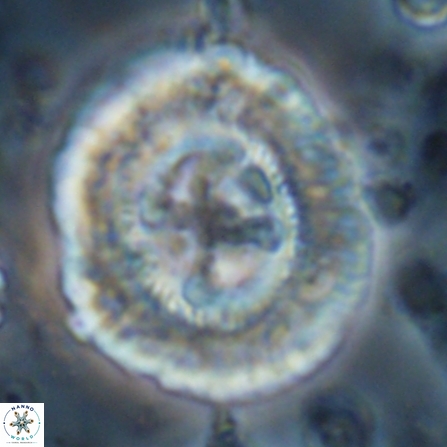 Sullivania californica 23076