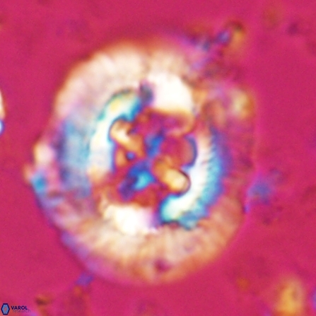 Sullivania californica 23070