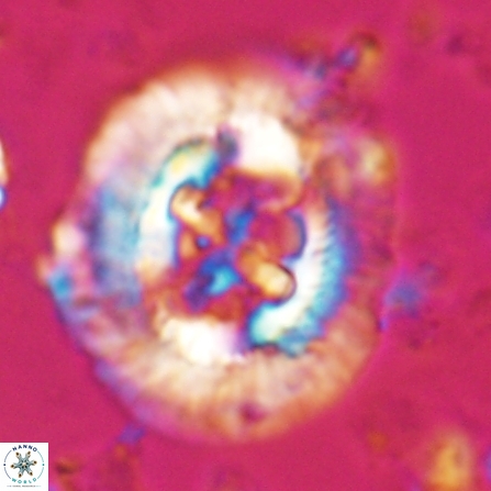 Sullivania californica 23070