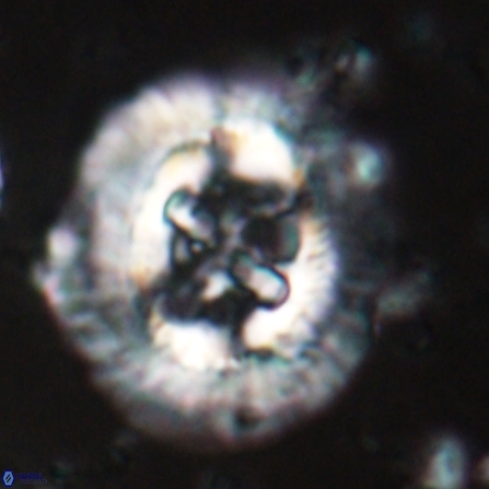 Sullivania californica 23071