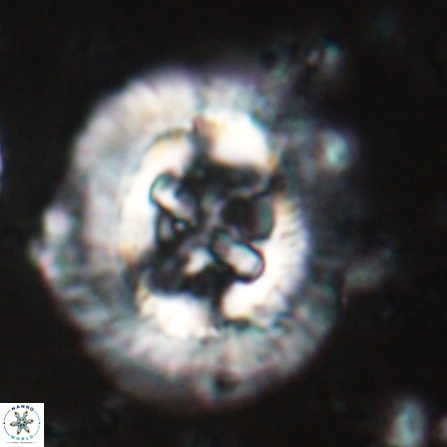 Sullivania californica 23071