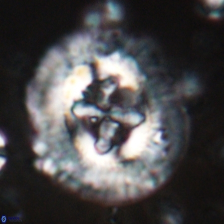 Sullivania californica 23073