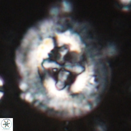 Sullivania californica 23073