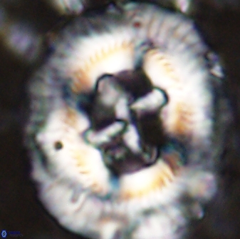 Sullivania californica 43539