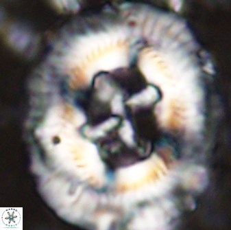 Sullivania californica 43539