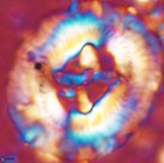 Sullivania californica 43544