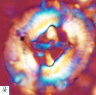 Sullivania californica 43544