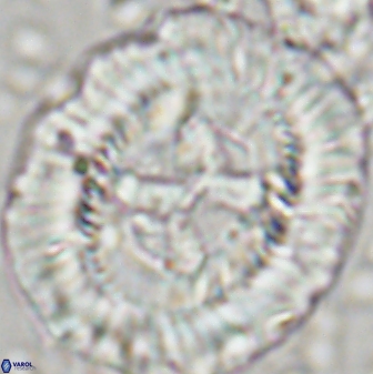 Sullivania californica 43545