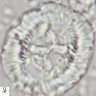 Sullivania californica 43545