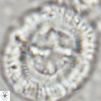 Sullivania californica 43546