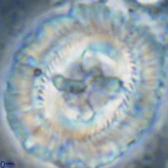 Sullivania californica 43547