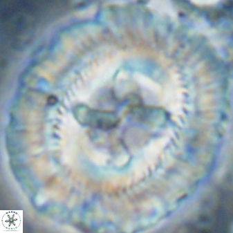 Sullivania californica 43547