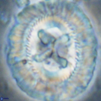 Sullivania californica 43548