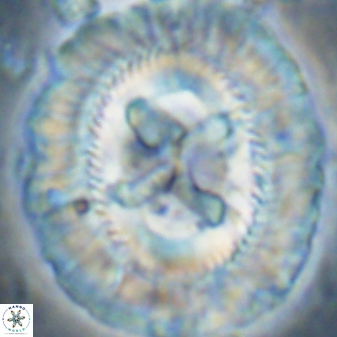 Sullivania californica 43548
