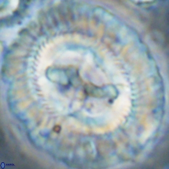 Sullivania californica 43549