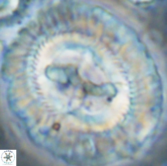Sullivania californica 43549