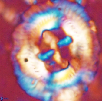 Sullivania californica 43540