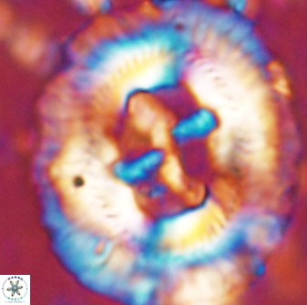 Sullivania californica 43540