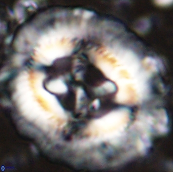 Sullivania californica 43541