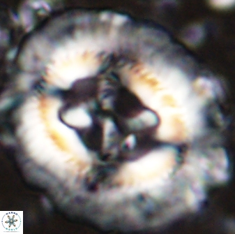 Sullivania californica 43541