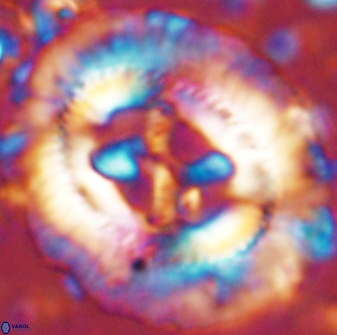 Sullivania californica 43542