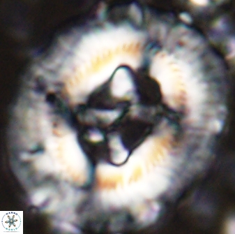Sullivania californica 43543