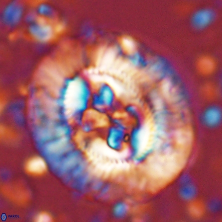 Sullivania californica 43695